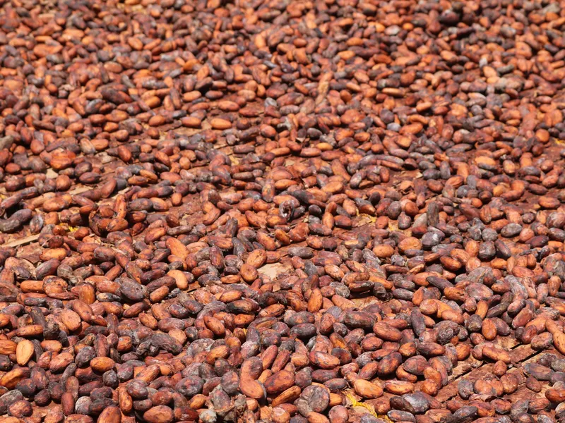 Cocoa Field